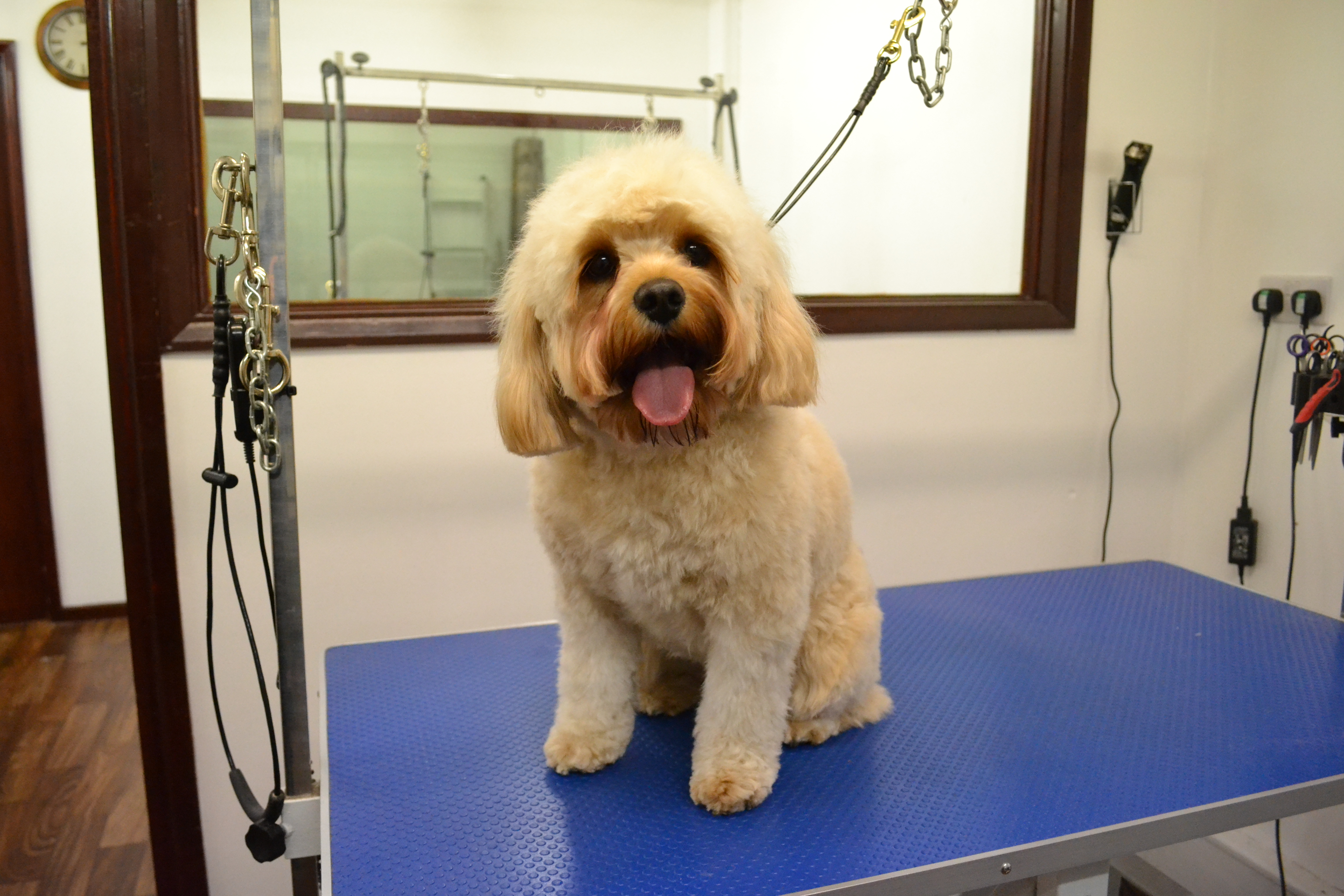 Cavapoo