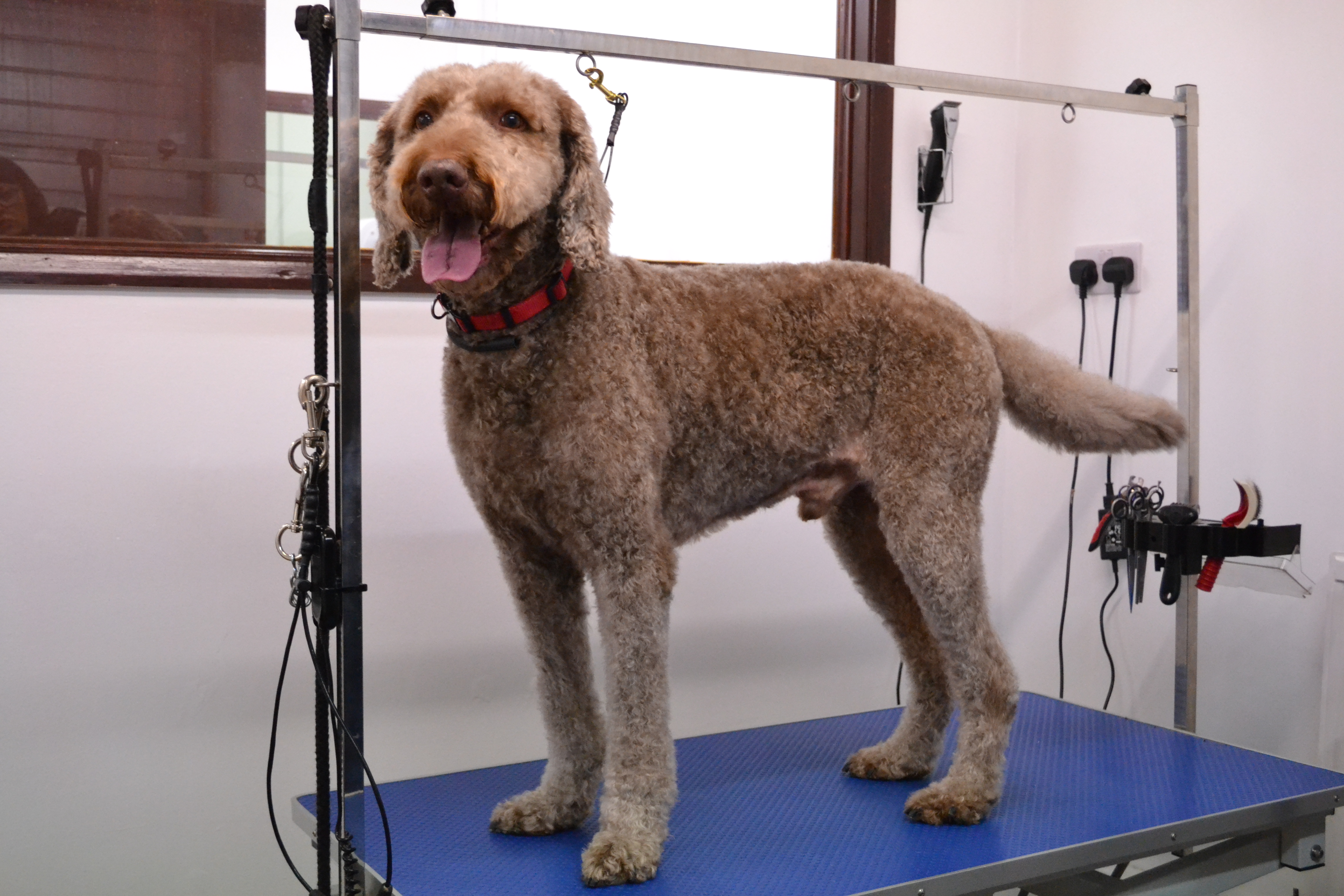 Labradoodle