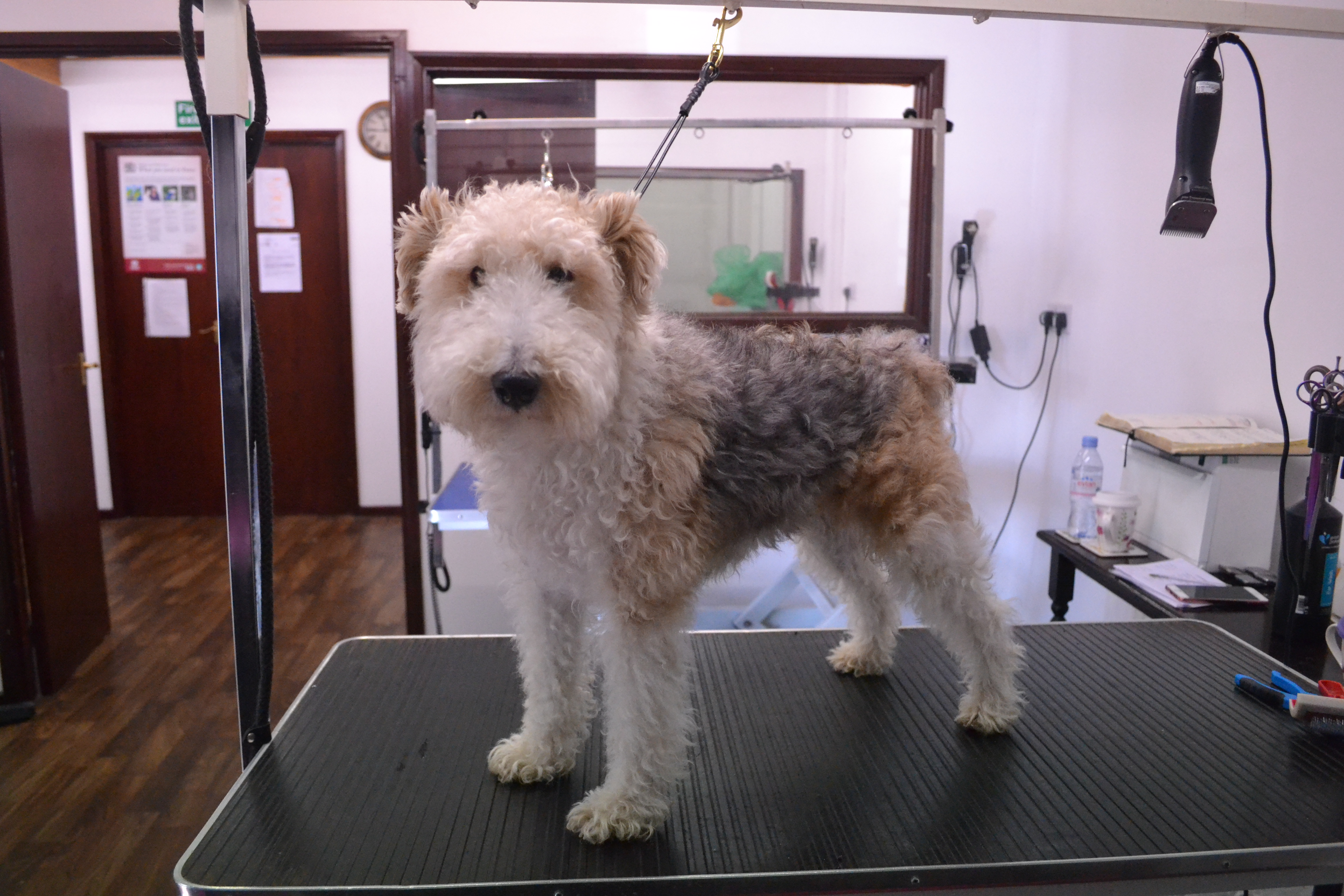 Fox Terrier wire (Clipped)