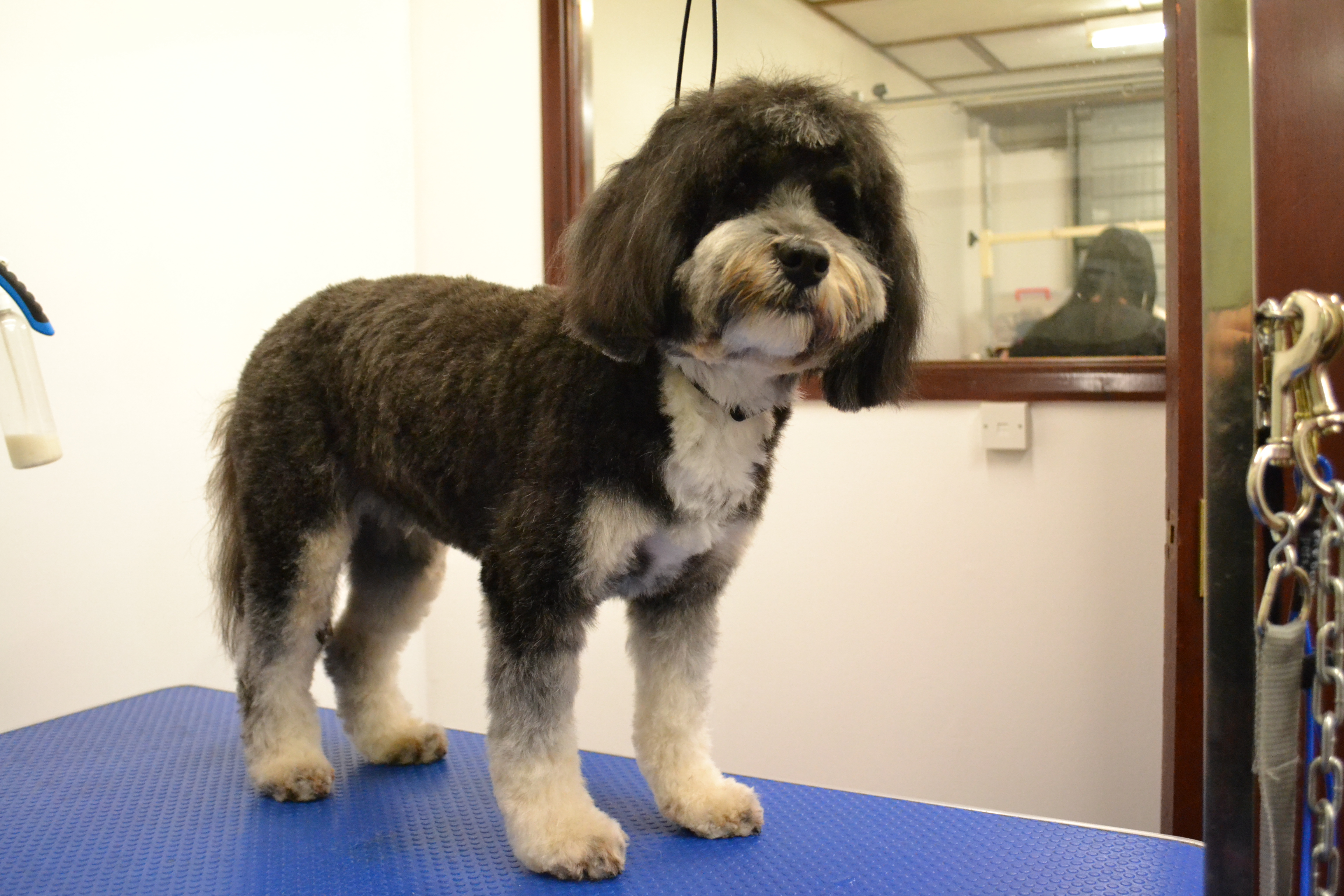 Tibetan Terrier