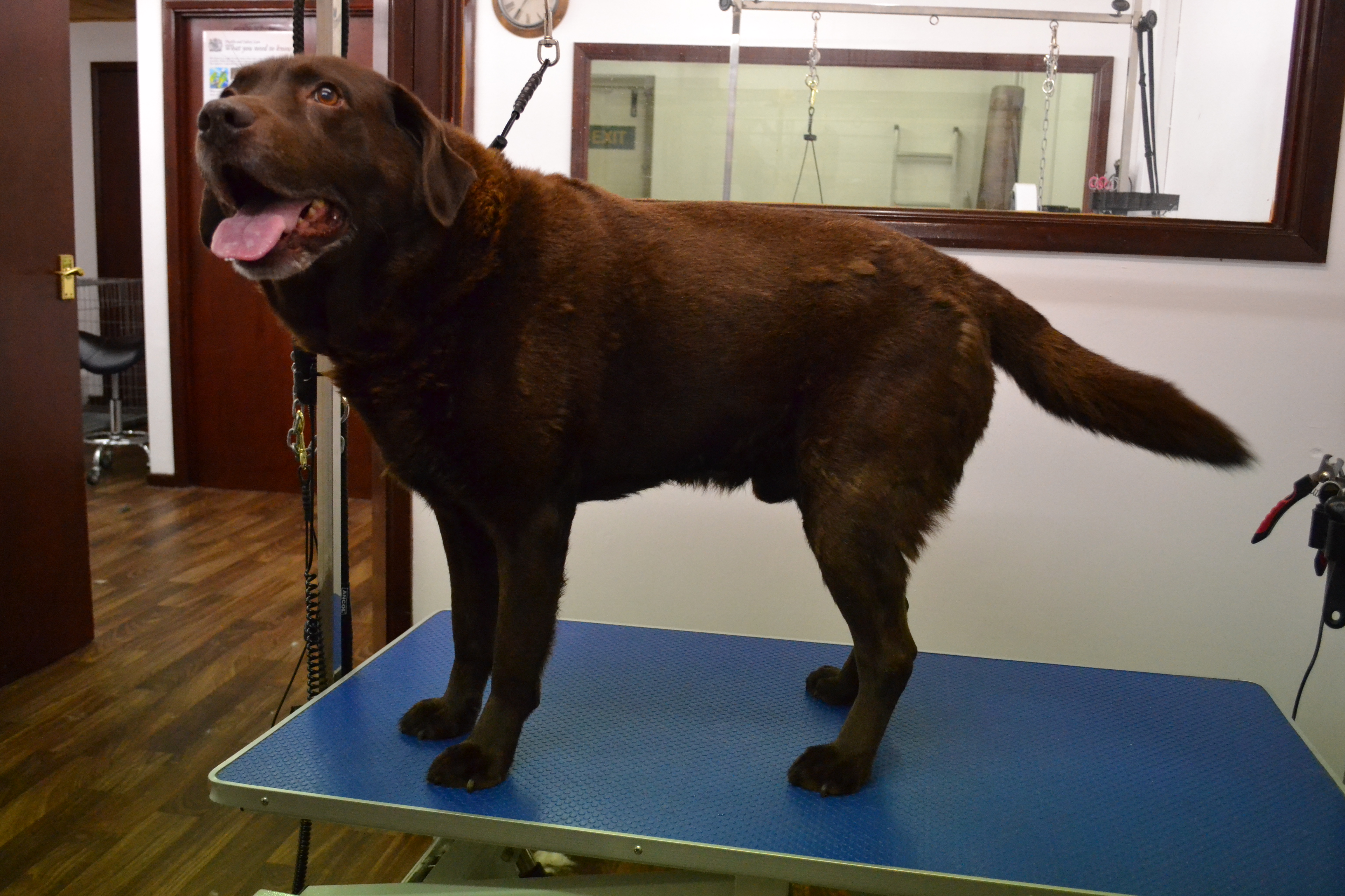 Labrador