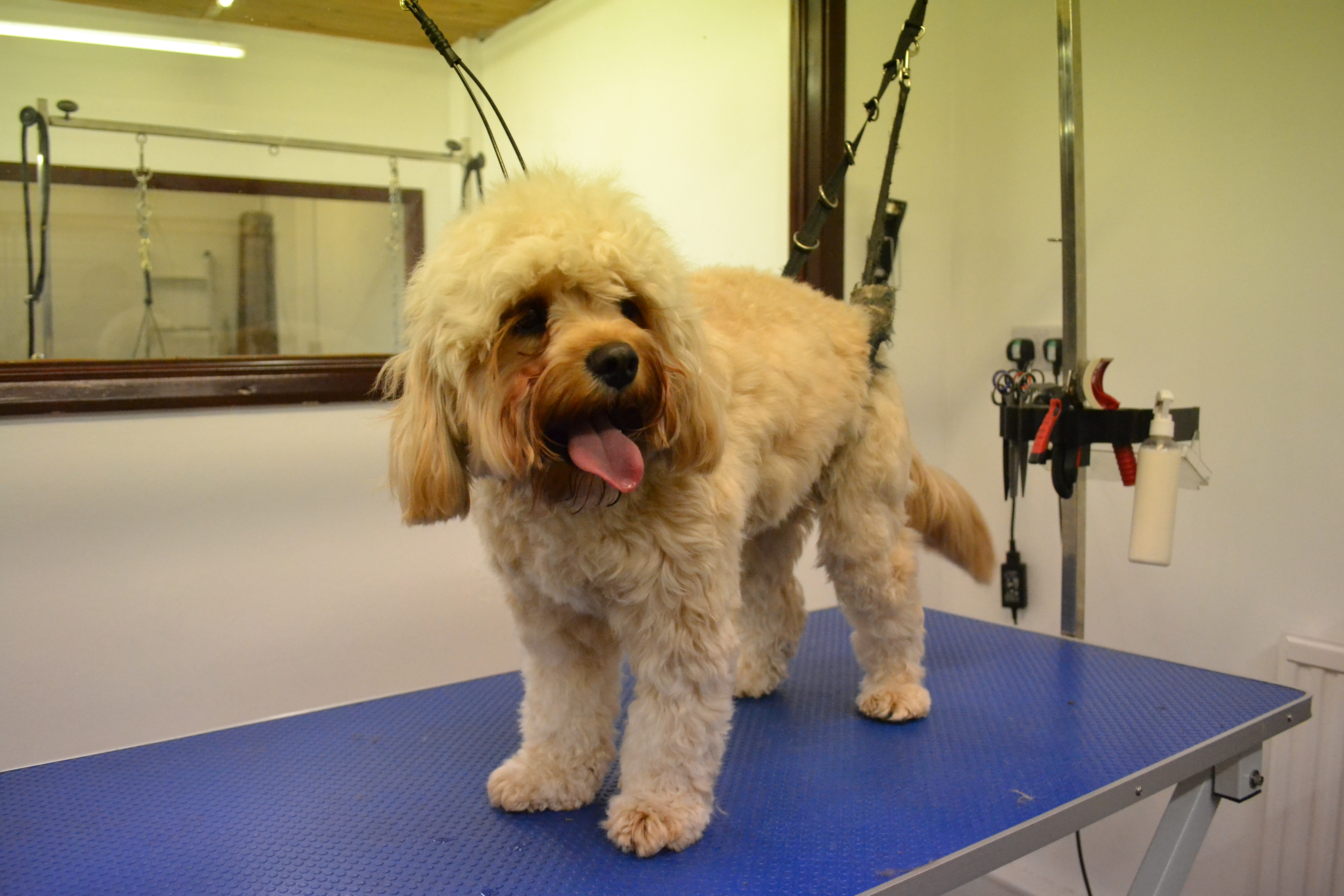 Cavapoo