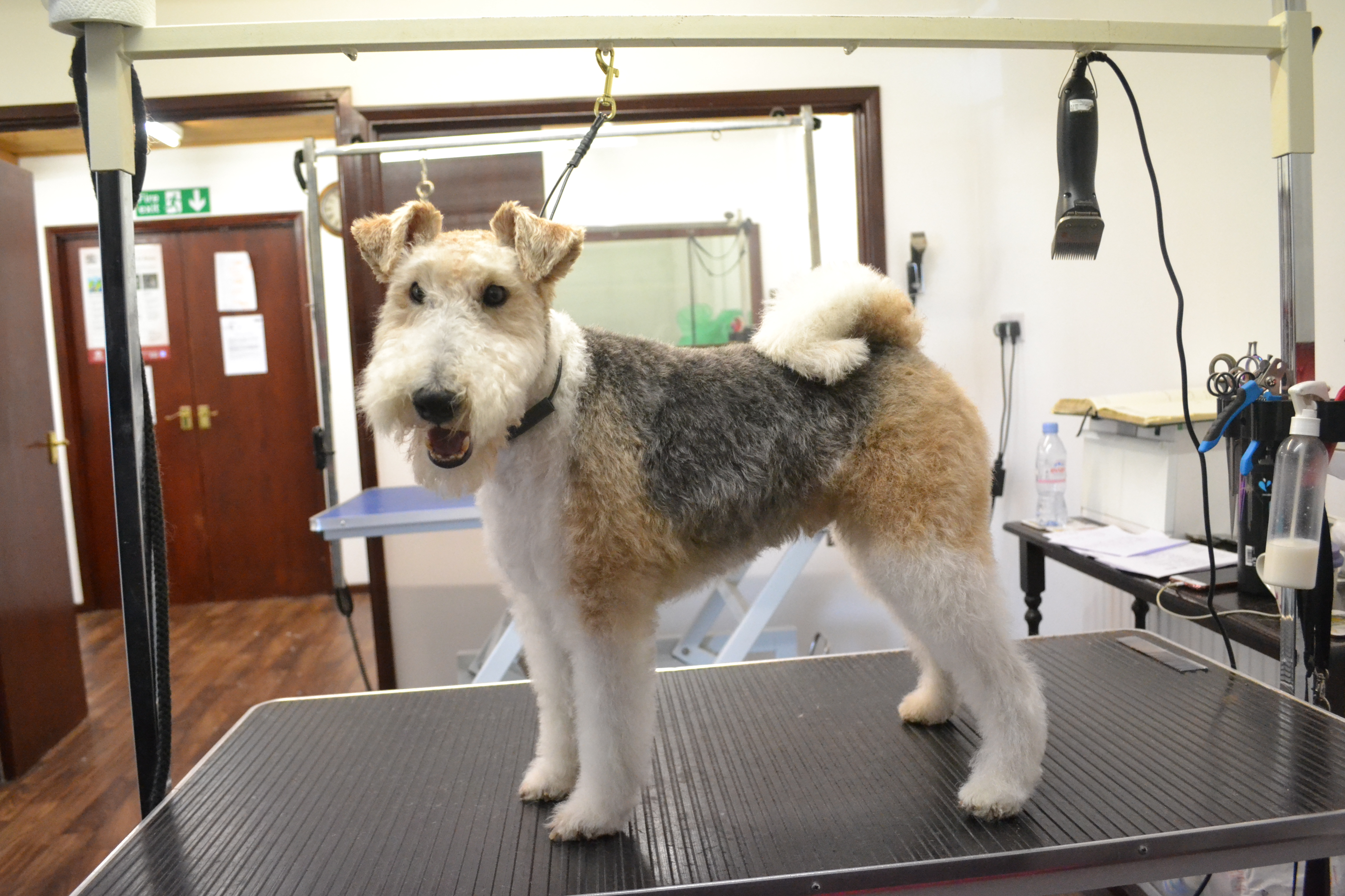 Fox Terrier wire (Clipped)