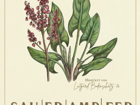 Sauerampfer gezeichnet