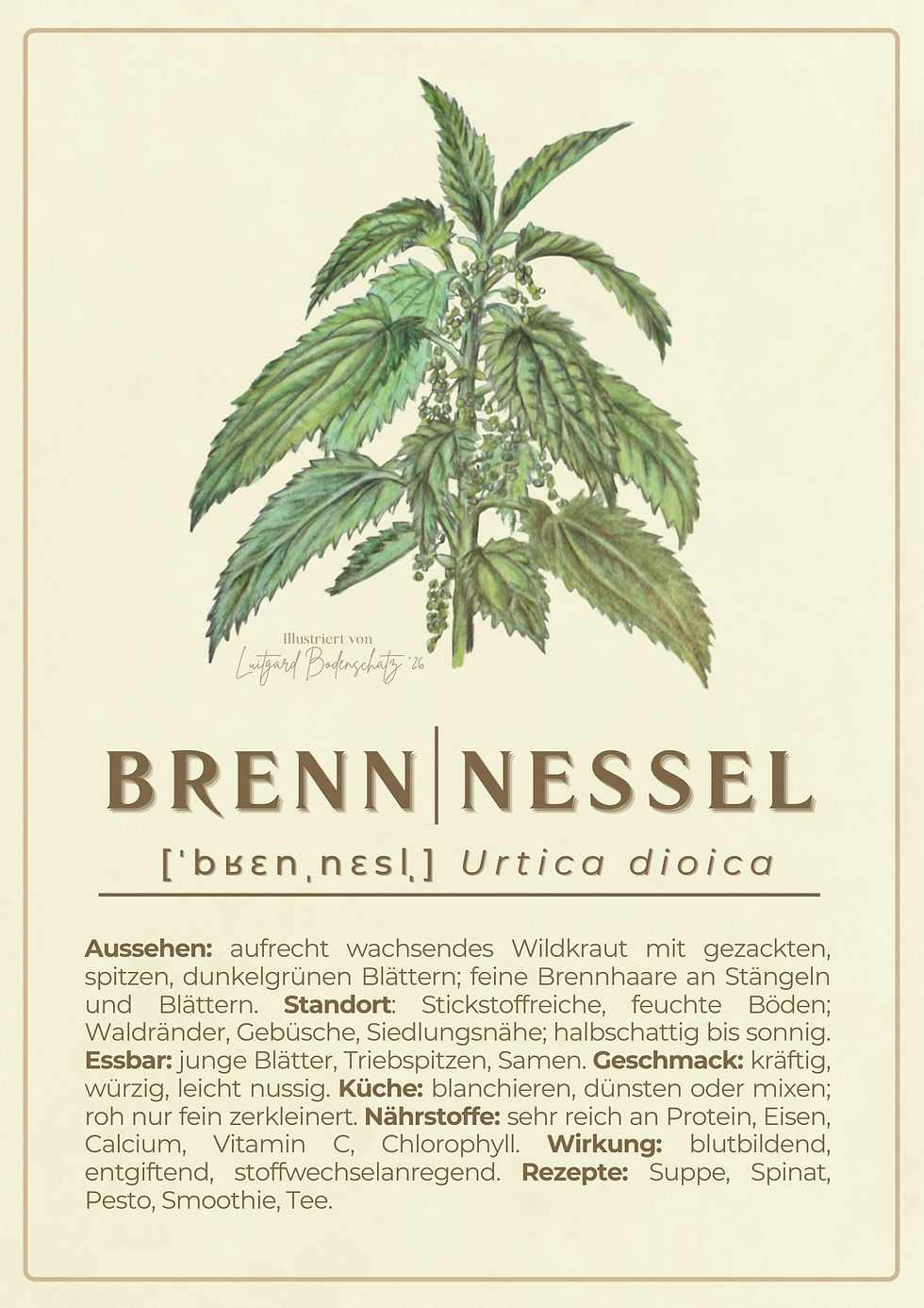 Postkarte Brennnessel mit Eigenschaften