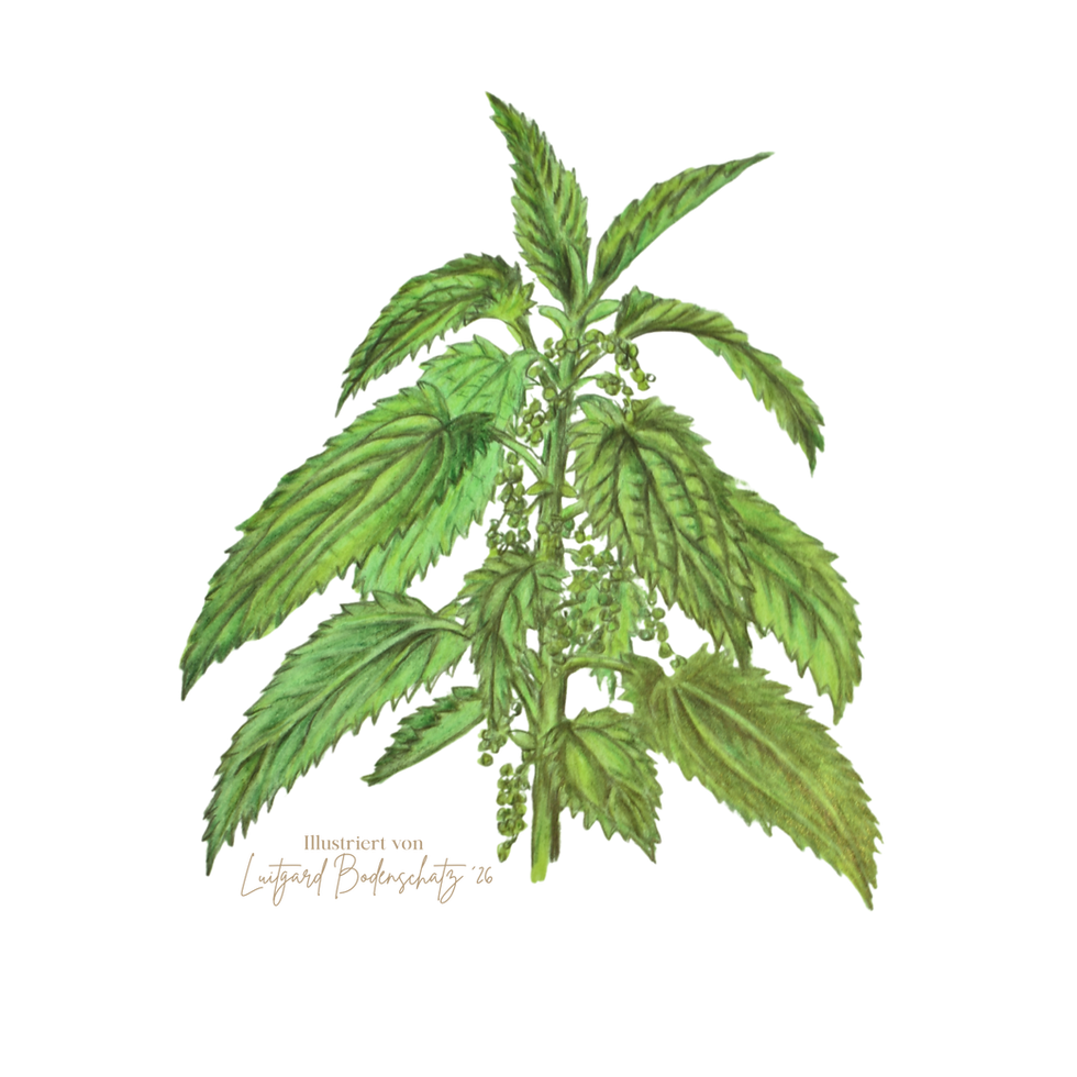 Große Brennnessel gezeichnet Wildkraut