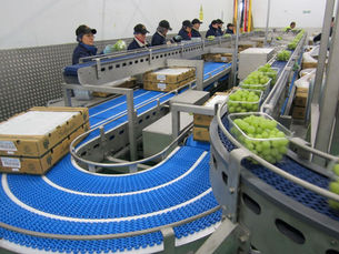 conveyor system used by a fruit processor
