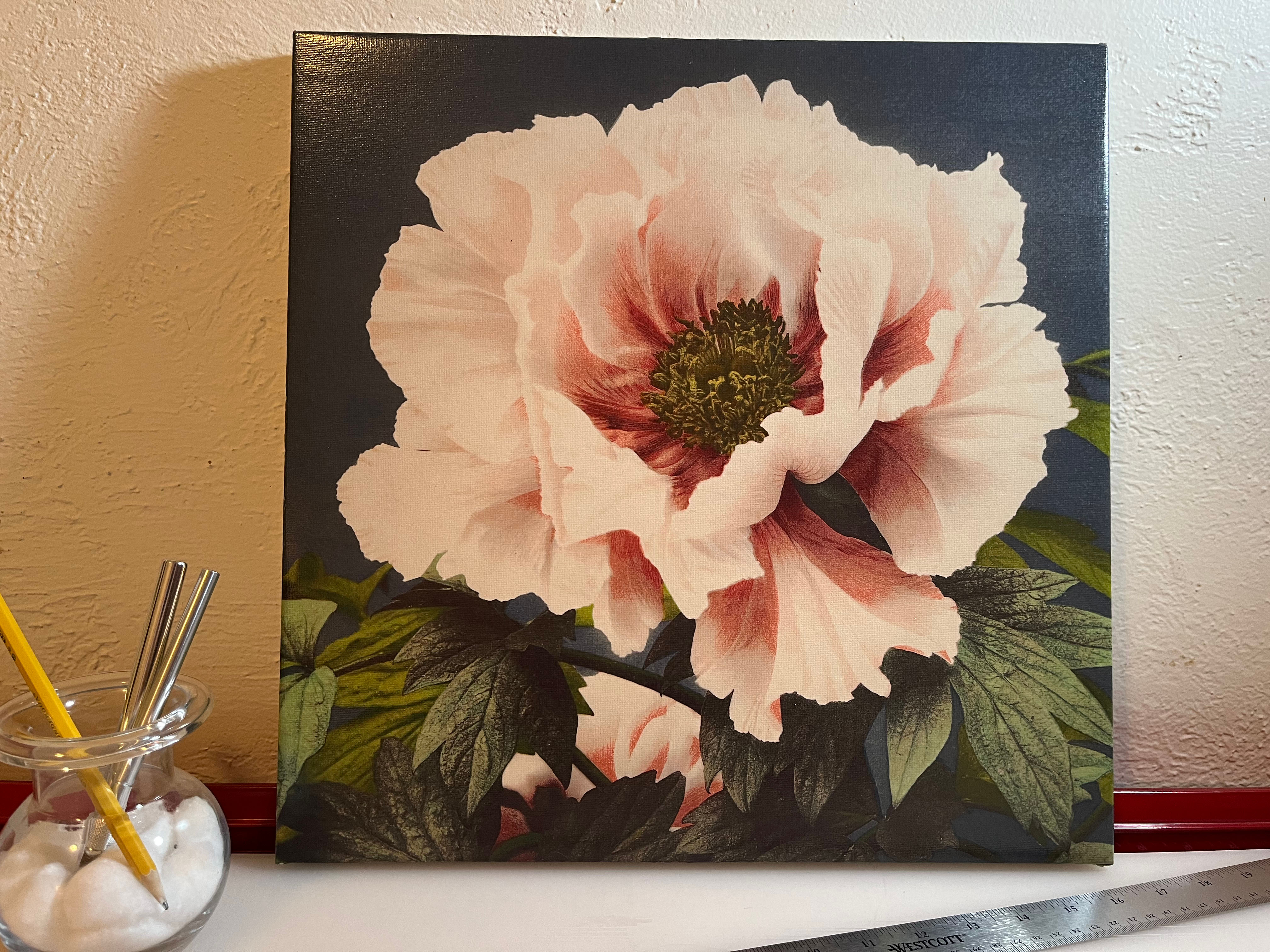Photomechanical Print of Peony Flower