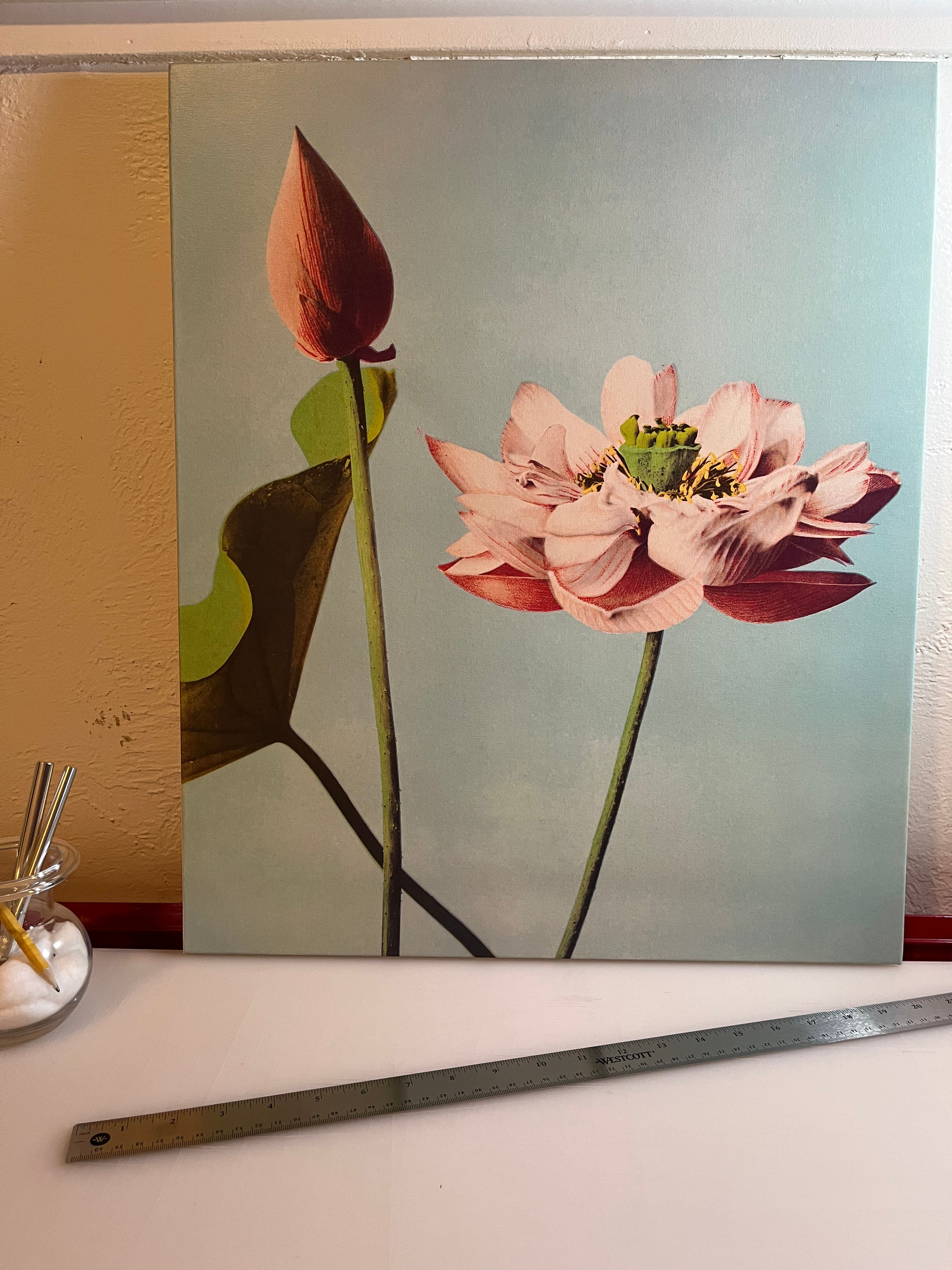 Photomechanical Print of Lotus Flowers