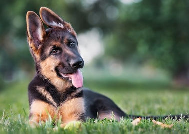german-shepherd-05.jpg