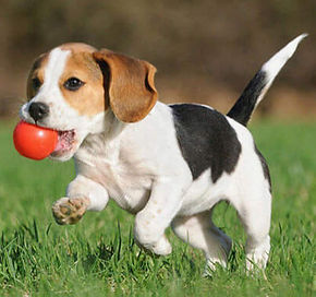 dog-playtime-927x388_edited.jpg