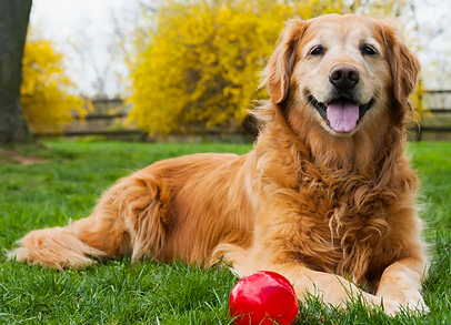 istock-488657289.webp