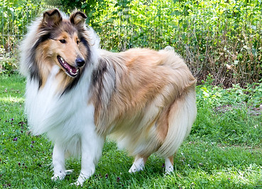 rough_collie.jpg