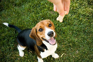 Treats-Beagle.jpg