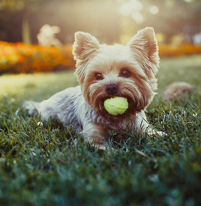 small-dog-breeds-lead-1550631680.jpg