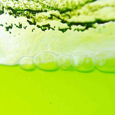 Algae.jpg