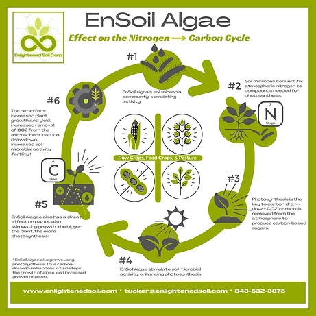 Enlightened Soil Corp Nitrogen Carbon Cycle II.png