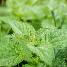 Nettles