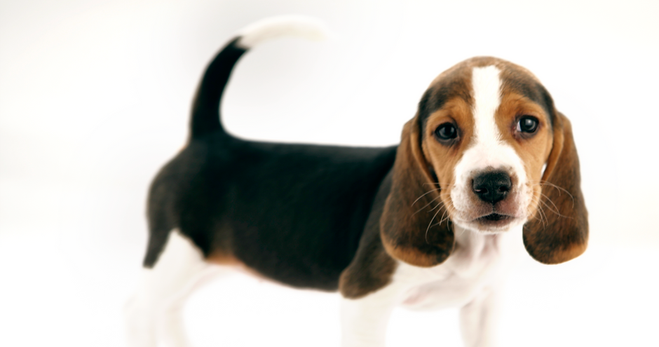 Beagle Puppy