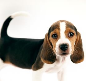 Beagle Puppy