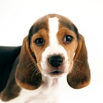 Beagle Puppy
