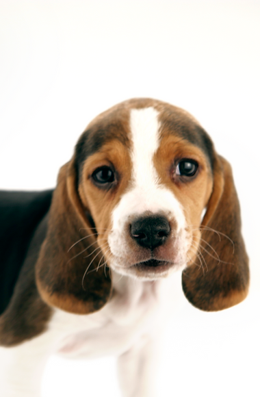 Beagle Puppy