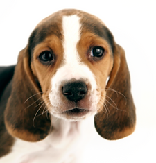 犬