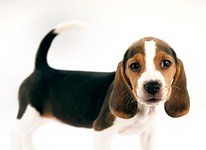 Beagle-Welpen