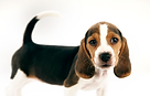 Beagle Puppy