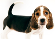 Beagle Puppy
