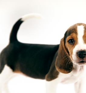 Beagle Puppy