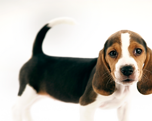 Beagle Puppy