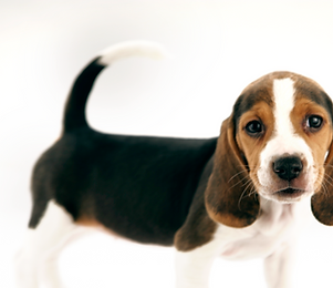 Beagle Puppy