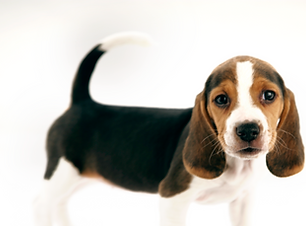 Beagle Puppy