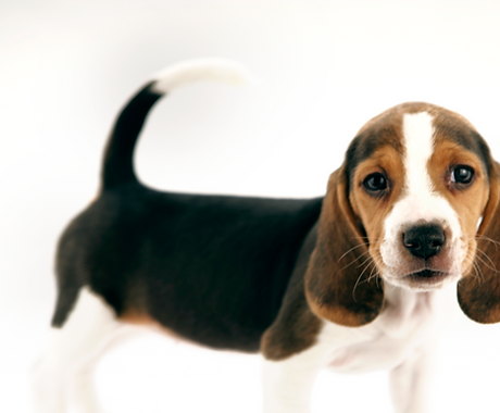 Beagle Puppy