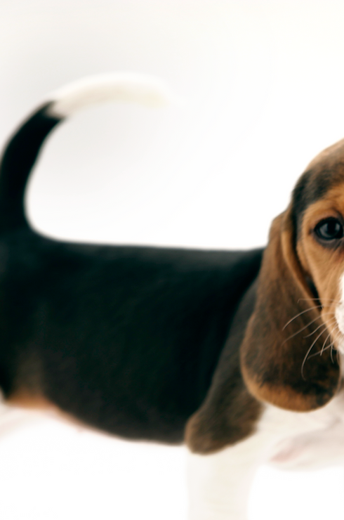 Beagle Puppy
