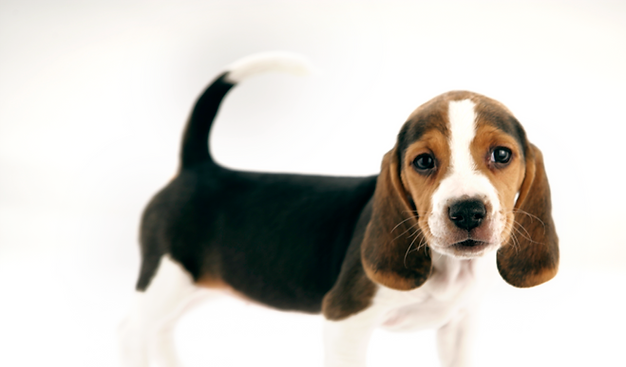 Luke's Dog School dog training classes