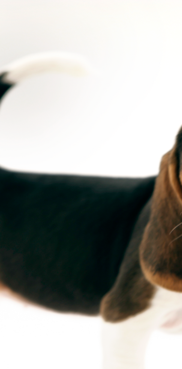 Rescue discount me k9