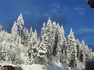 Friday Update... Fabulous... Winter Wonderland...and All Fresh Groomed !