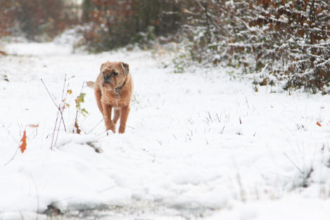 a brown dog is walking through the snow