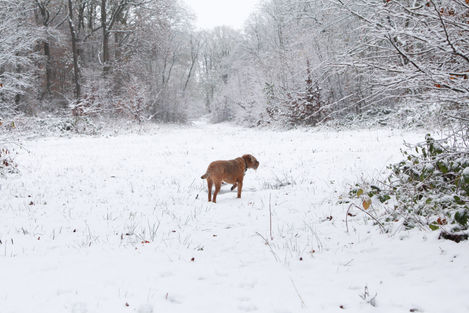 a dog standing in a snowy field with trees in the background