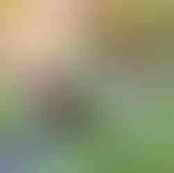 Colourful plants and flowers in a summer garden at sunrise