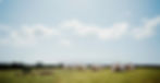 bell tent village for a wedding in cornwall