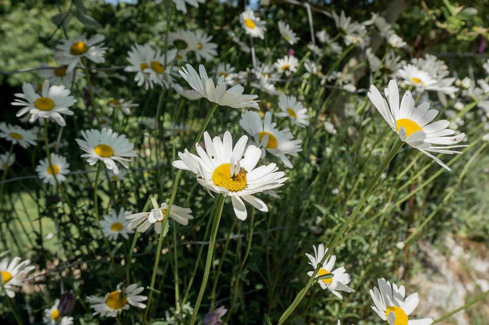 Wild flowers