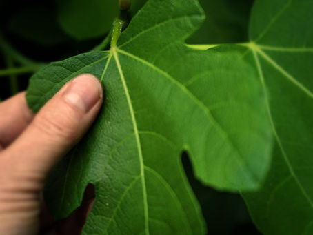 Soothing Eczema: How Fig Leaf & Nettle Tea Can Help Irritated Skin
