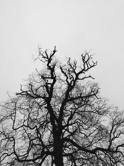 img_e6037.jpeg