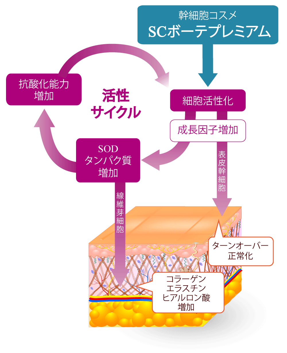 stemcellvivi®︎V7エアスプレー+ヒト幹細胞順化培養液20% 1箱の+solo