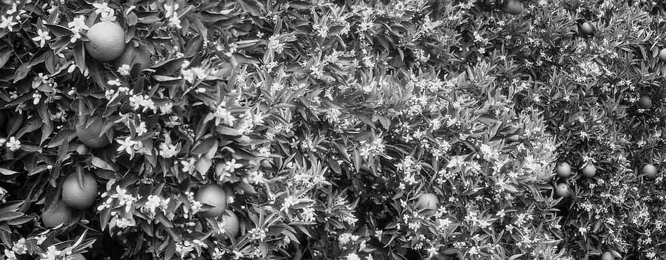 Corona Heritage Park and Museum - Foothill Lemon Blossoms