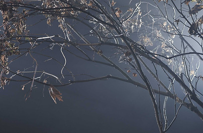 Dry Tree Branches