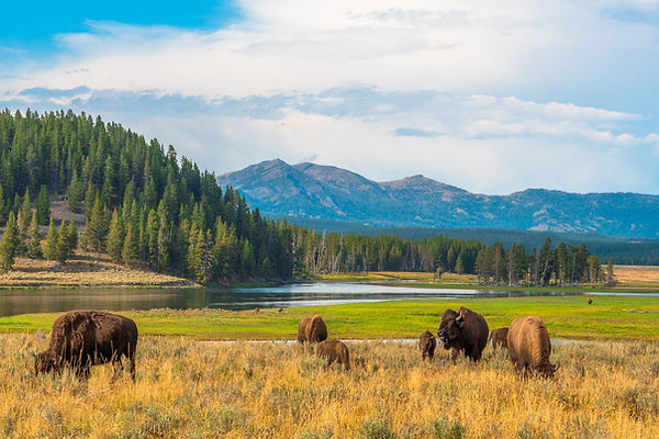 yellowstone.jpg
